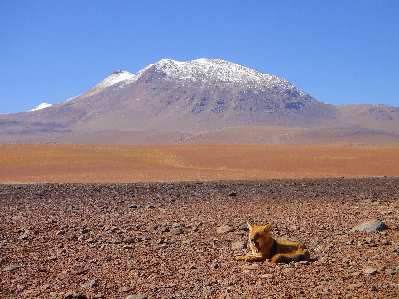 Bolivia-Atacama-20110210084022